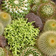 demonstration cactus & succulent theme - photo andreas verheijen