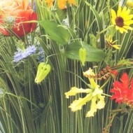 bloem & blad magazine gardenflower arrangement - photo ferry noordam