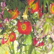 fusion flowers magazine vanitas arrangement - photo denis bradley